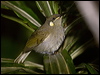 cryptic_honeyeater_99441