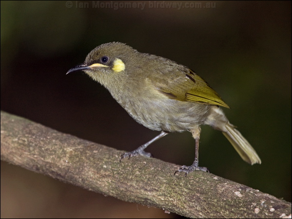 Cryptic Honeyeater cryptic_honeyeater_167778.psd