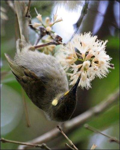 Cryptic Honeyeater cryptic_honeyeater_34819.psd