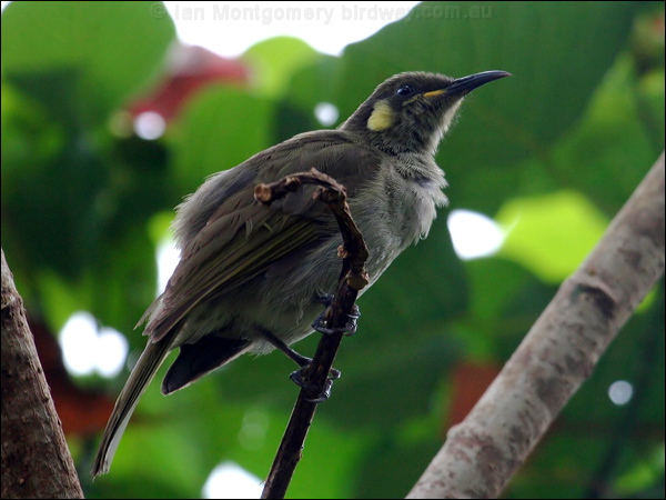Cryptic Honeyeater cryptic_honeyeater_43282.psd