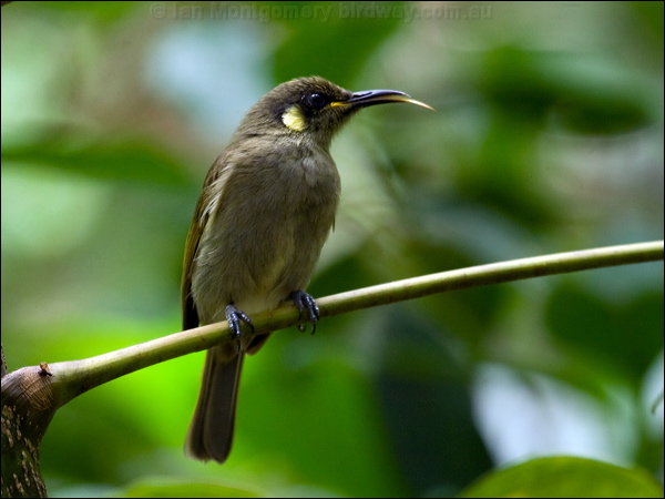 Cryptic Honeyeater cryptic_honeyeater_65359.jpg