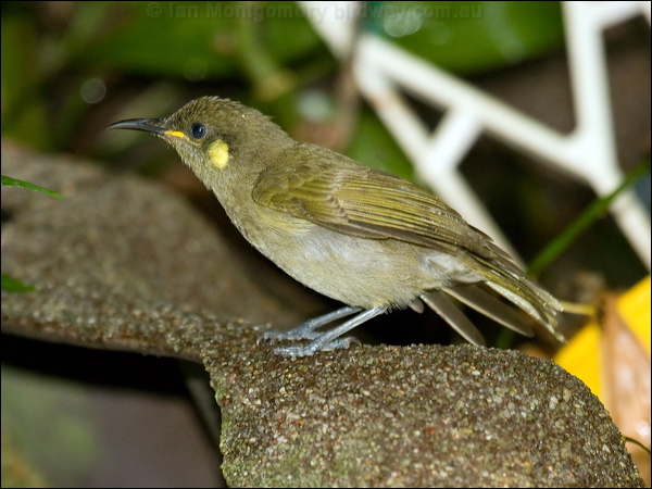 Cryptic Honeyeater cryptic_honeyeater_85165.psd