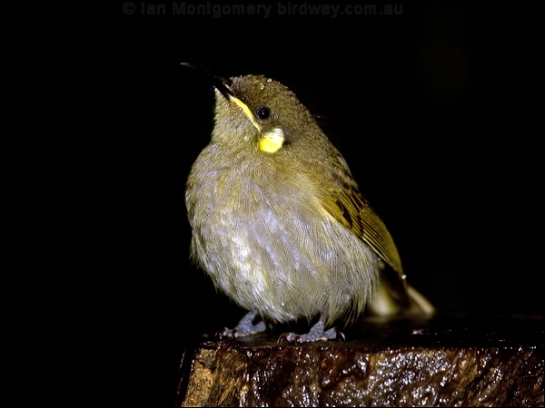 Cryptic Honeyeater cryptic_honeyeater_99437.psd