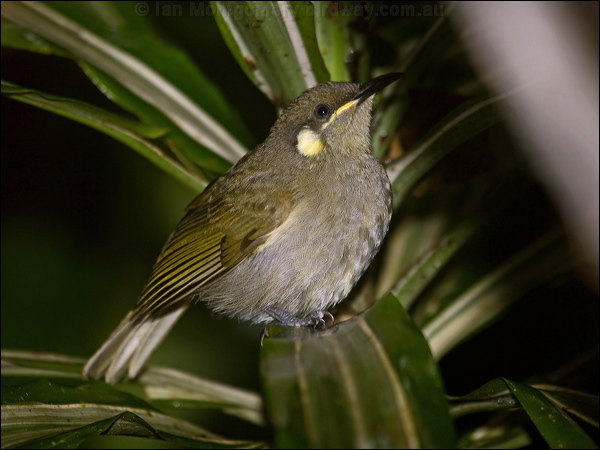Cryptic Honeyeater cryptic_honeyeater_99441.psd