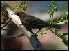 dusky_honeyeater_03261