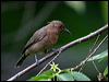 dusky_honeyeater_12109