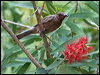 dusky_honeyeater_121245