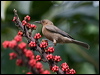 dusky_honeyeater_181131