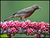 dusky_honeyeater_31160