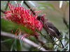 dusky_honeyeater_31225