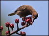 dusky_honeyeater_31355