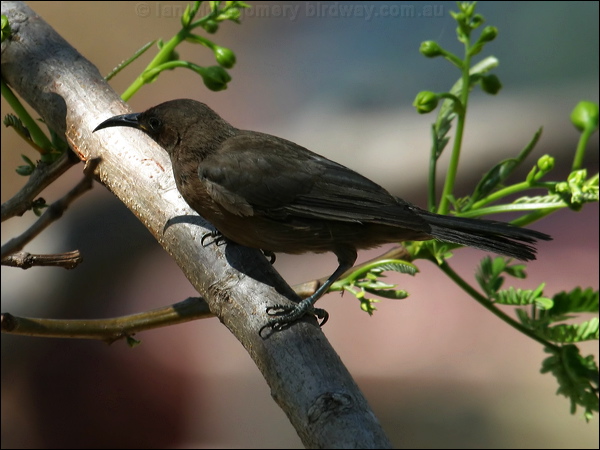 Dusky Honeyeater dusky_honeyeater_03261.psd