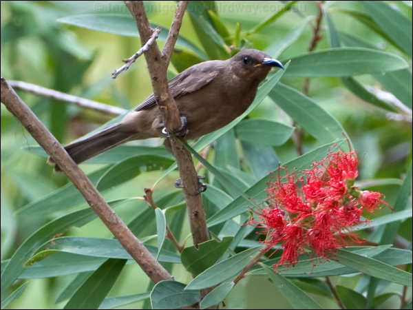 Dusky Honeyeater dusky_honeyeater_121245.psd