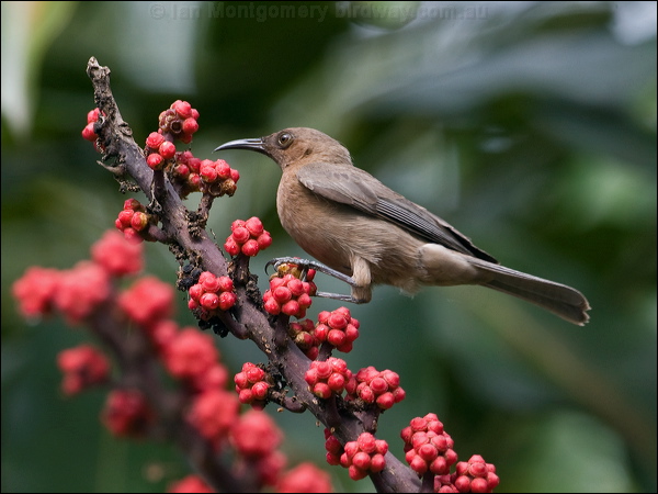 Dusky Honeyeater dusky_honeyeater_181131.psd