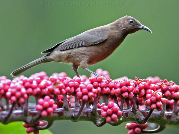 Dusky Honeyeater dusky_honeyeater_31160.psd