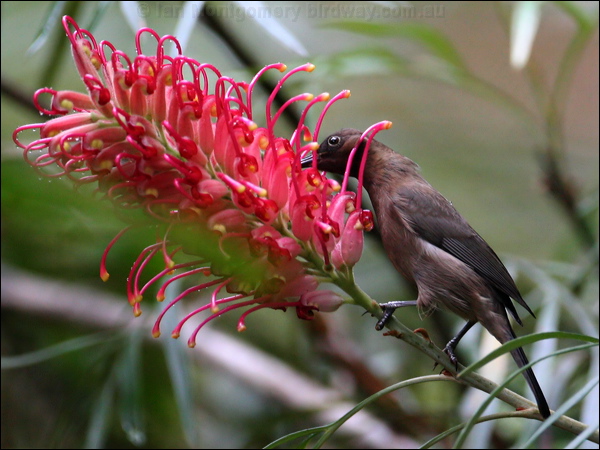 Dusky Honeyeater dusky_honeyeater_31225.psd