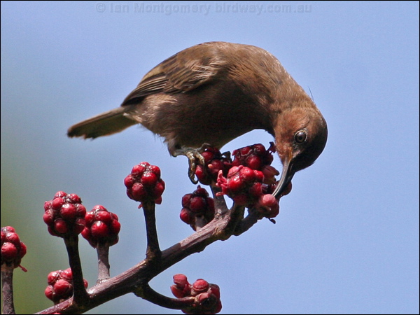 Dusky Honeyeater dusky_honeyeater_31355.jpg