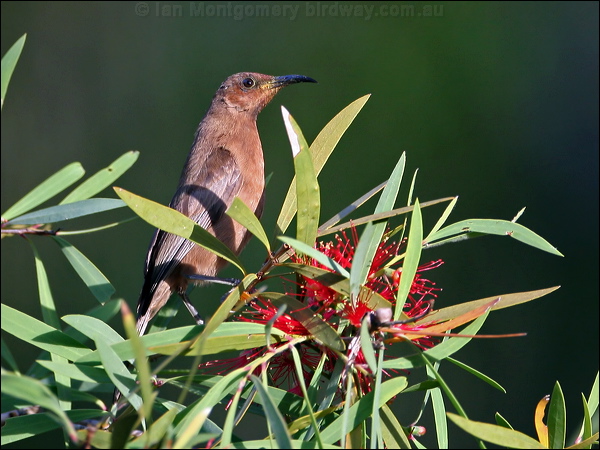 Dusky Honeyeater dusky_honeyeater_58424.psd