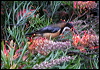 eastern_spinebill_15427