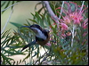 eastern_spinebill_155944