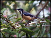 Click here to enter gallery and see photos/pictures/images of Eastern Spinebill