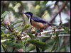 eastern_spinebill_155973