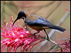 eastern_spinebill_31071