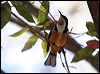 eastern_spinebill_57639