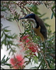 eastern_spinebill_99267