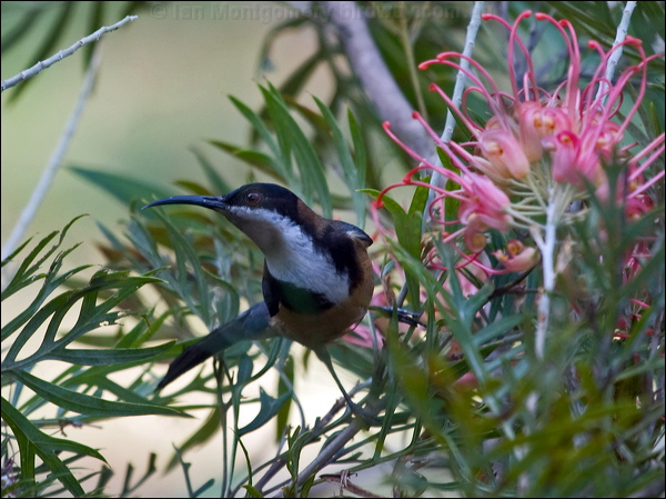 Eastern Spinebill eastern_spinebill_155944.psd