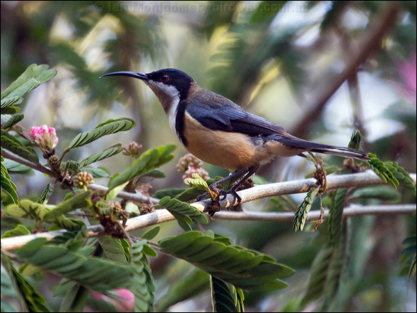 Eastern Spinebill eastern_spinebill_155973.psd