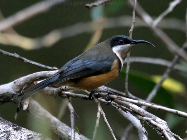 Eastern Spinebill eastern_spinebill_15913.psd