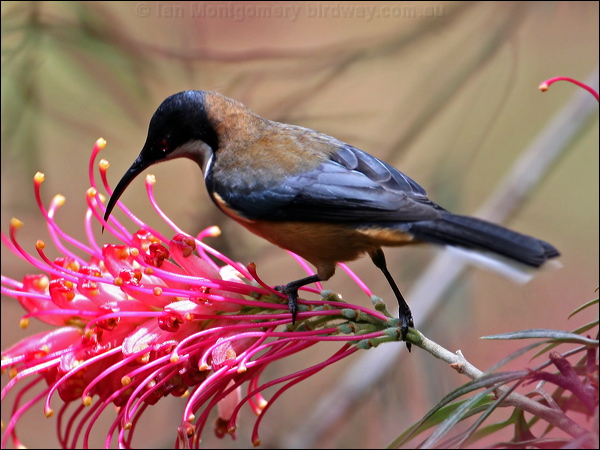 Eastern Spinebill eastern_spinebill_31071.jpg