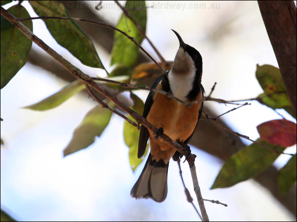 Eastern Spinebill eastern_spinebill_57639.jpg