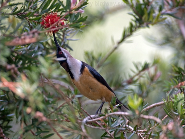 Eastern Spinebill eastern_spinebill_99205.psd