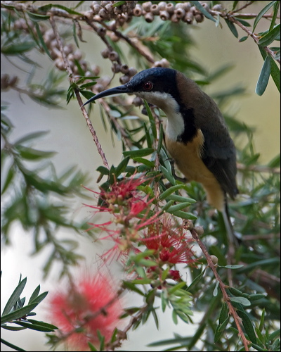 Eastern Spinebill eastern_spinebill_99267.psd