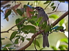Click here to enter gallery and see photos/pictures/images of Eungella Honeyeater