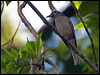 eungella_honeyeater_141818