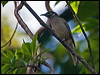 eungella_honeyeater_141821