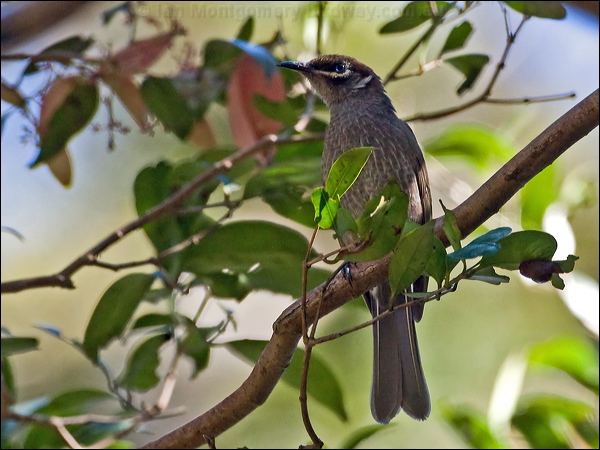 Eungella Honeyeater eungella_honeyeater_141788.psd
