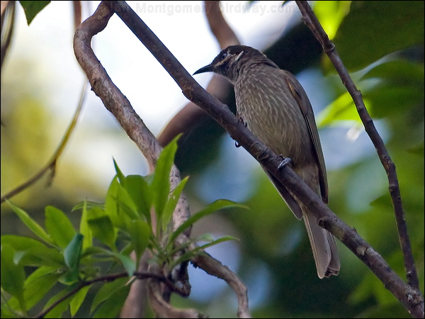 Eungella Honeyeater eungella_honeyeater_141818.psd
