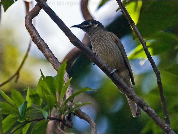 Eungella Honeyeater eungella_honeyeater_141821.psd