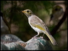 fuscous_honeyeater_167384