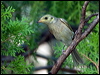 fuscous_honeyeater_167545