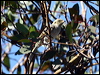 fuscous_honeyeater_87236