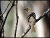 fuscous_honeyeater_95149