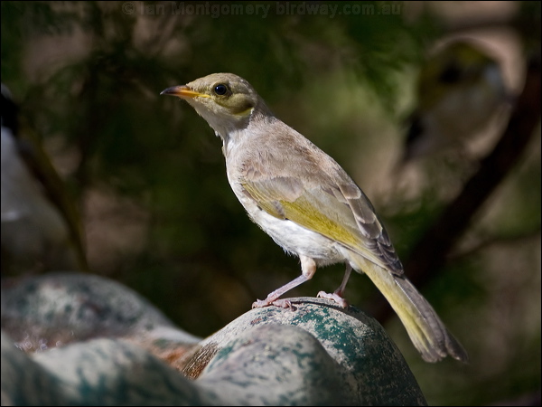 Fuscous Honeyeater fuscous_honeyeater_167384.psd