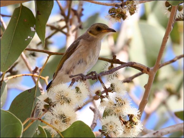 Fuscous Honeyeater fuscous_honeyeater_42905.psd