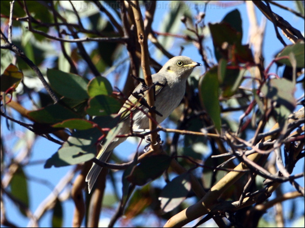 Fuscous Honeyeater fuscous_honeyeater_87236.psd
