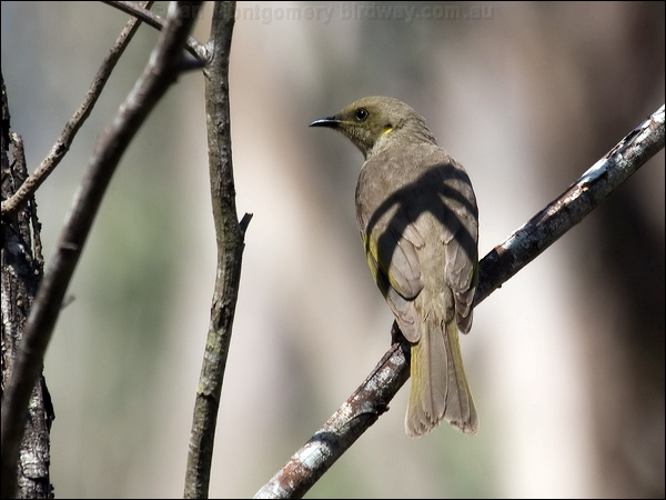 Fuscous Honeyeater fuscous_honeyeater_95149.psd